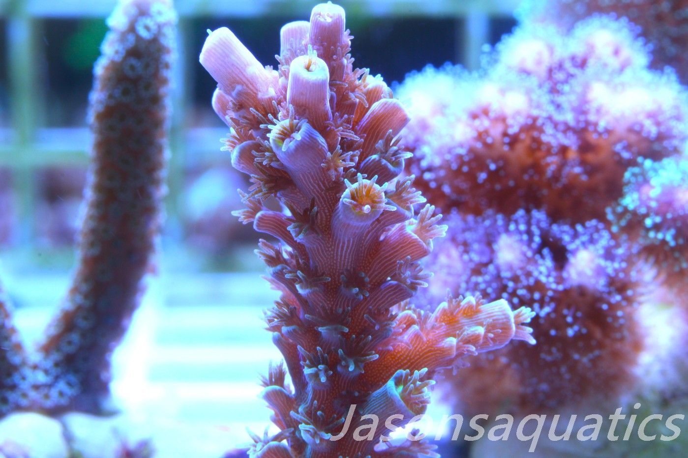 Acropora, Pink Tips with Dayglow Inner Coralites Frag E