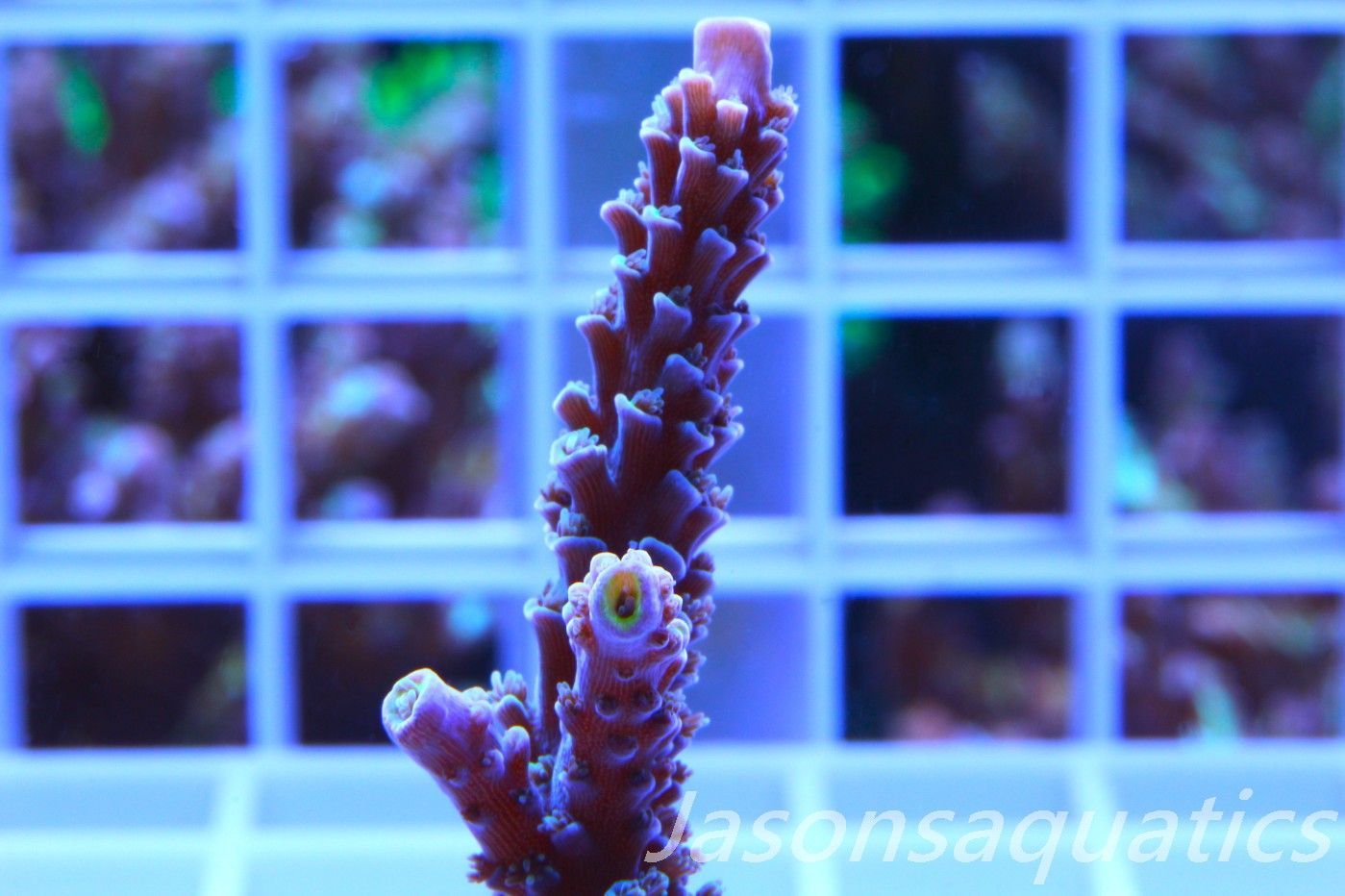 Acropora, JA Luigi Hoeksamai.Pink Tips with Dayglow Inner Corallites Frag E Acropora, JA Luigi Hoeksamai.Pink Tips with Dayglow Inner Corallites Frag E