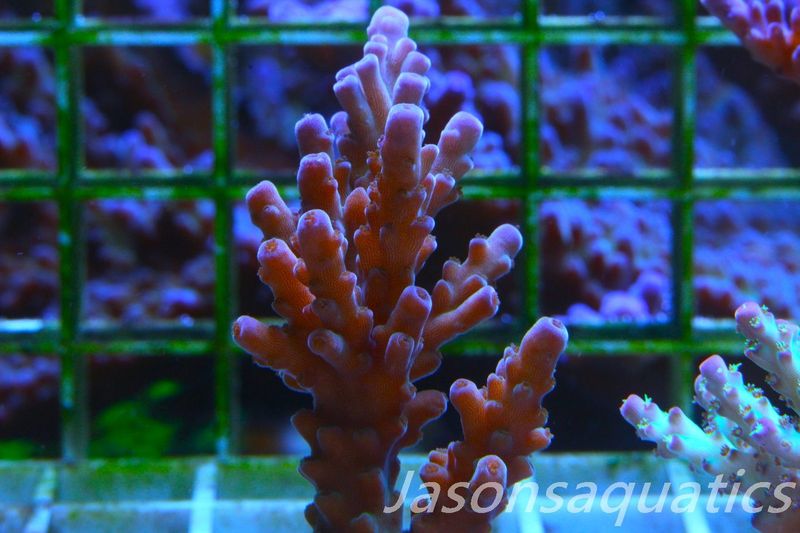Acropora Purple Polyps(LARGE FRAG)Frag D