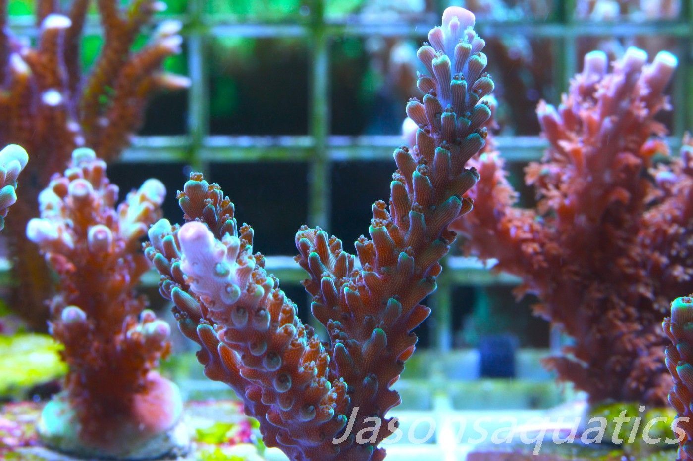 Acropora, Purple Tip Fading into Blue Tip Stag Frag C