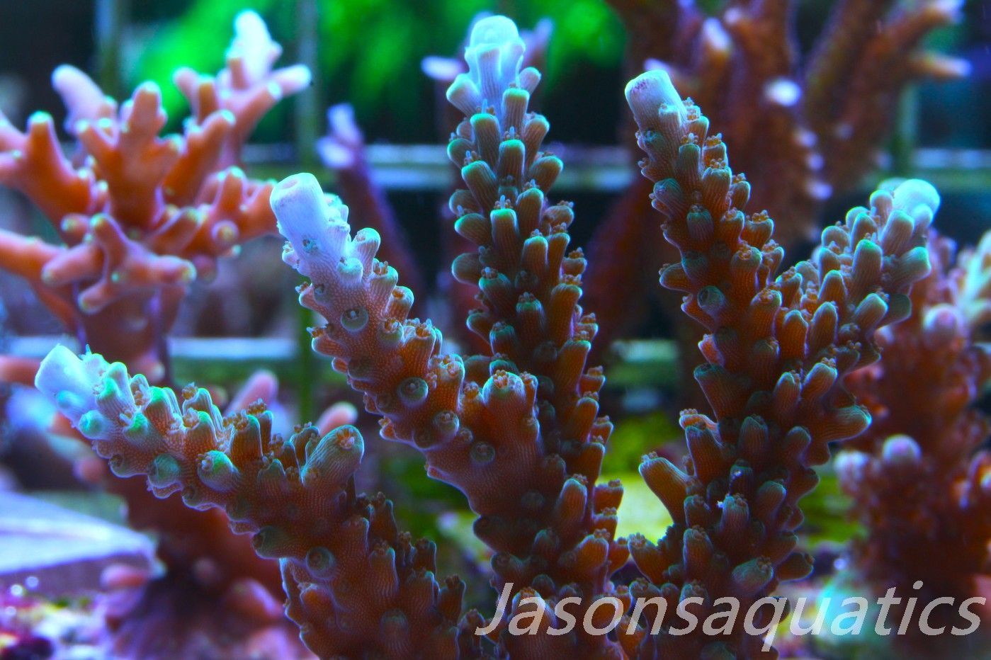 Acropora, Purple Tip Fading into Blue Tip Stag Frag D
