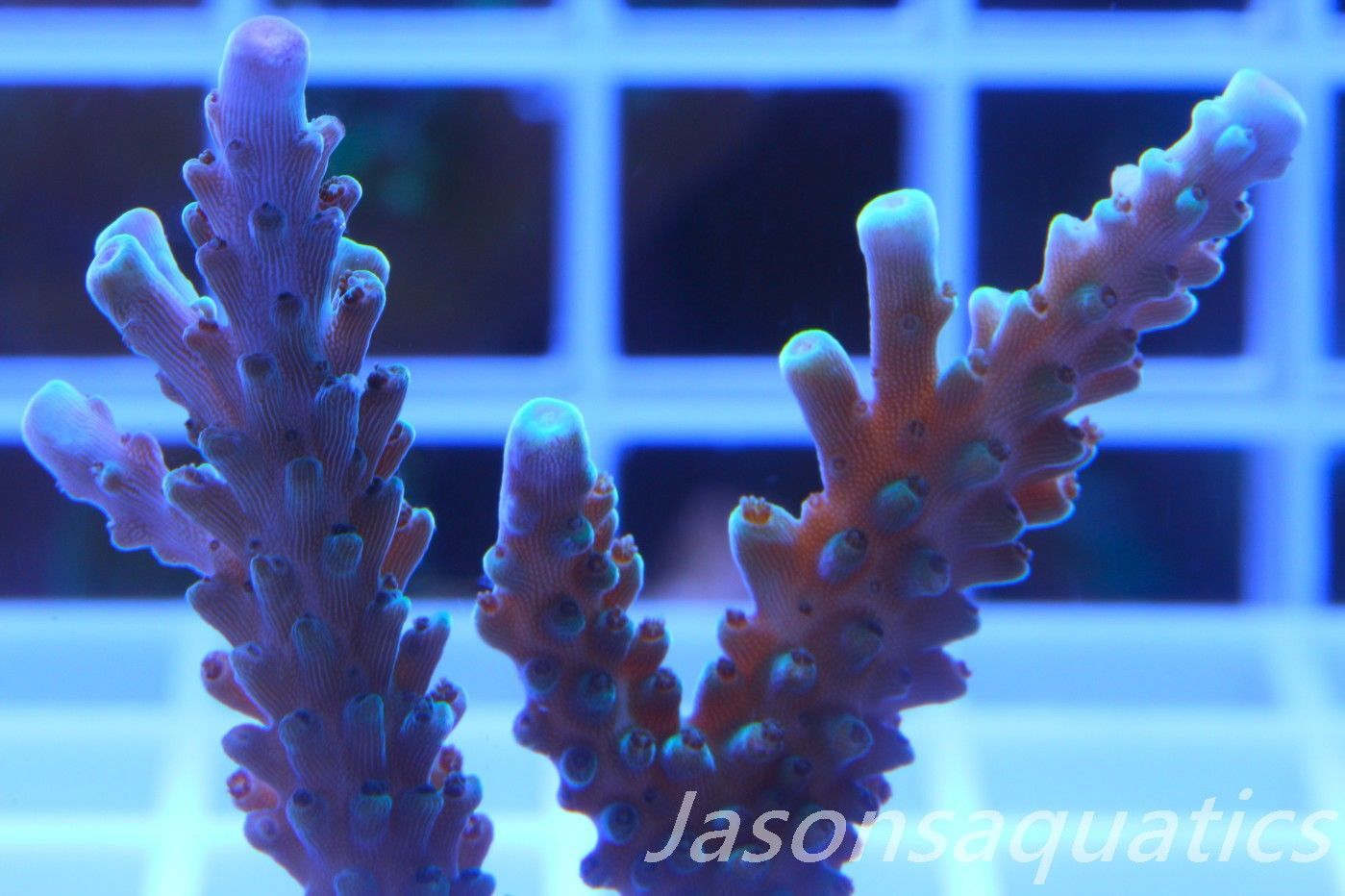 Acropora, Purple Tip Fading into Blue Tip Stag Frag D