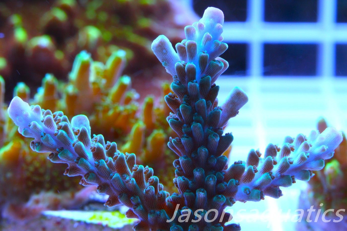 Acropora, Purple Tip Fading into Blue Tip Stag Frag D