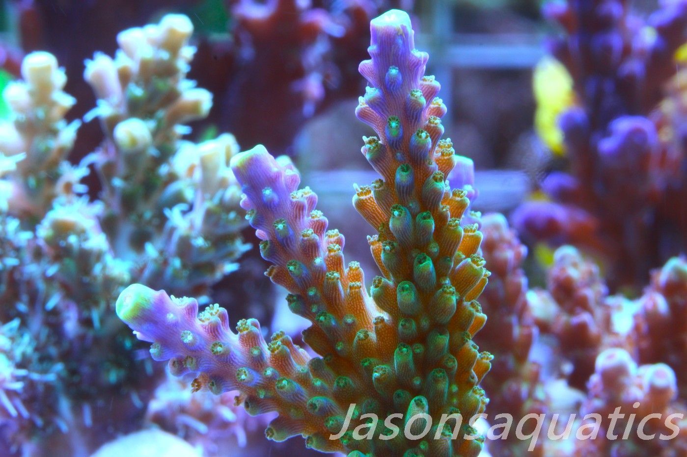 Acropora Tri colour, AKA Joker Frag D