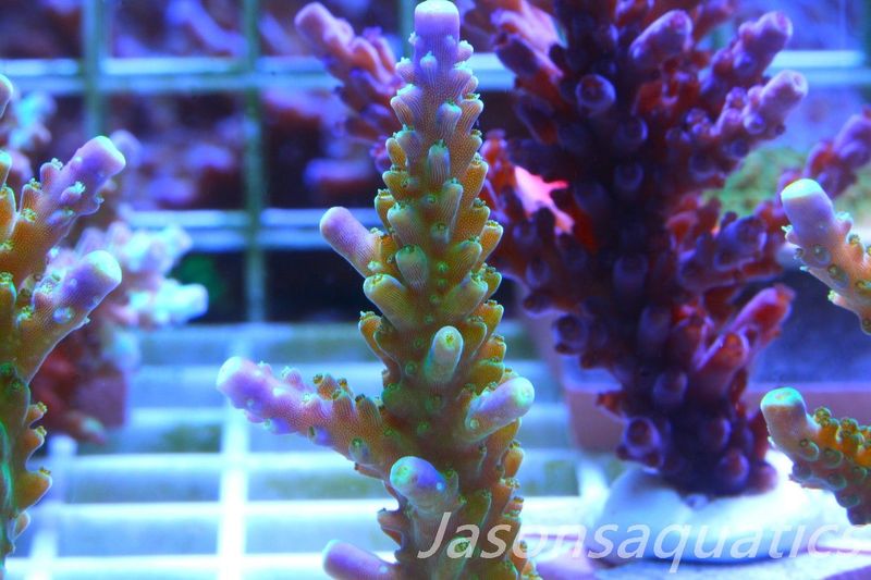 Acropora Tri colour, AKA Joker Frag D