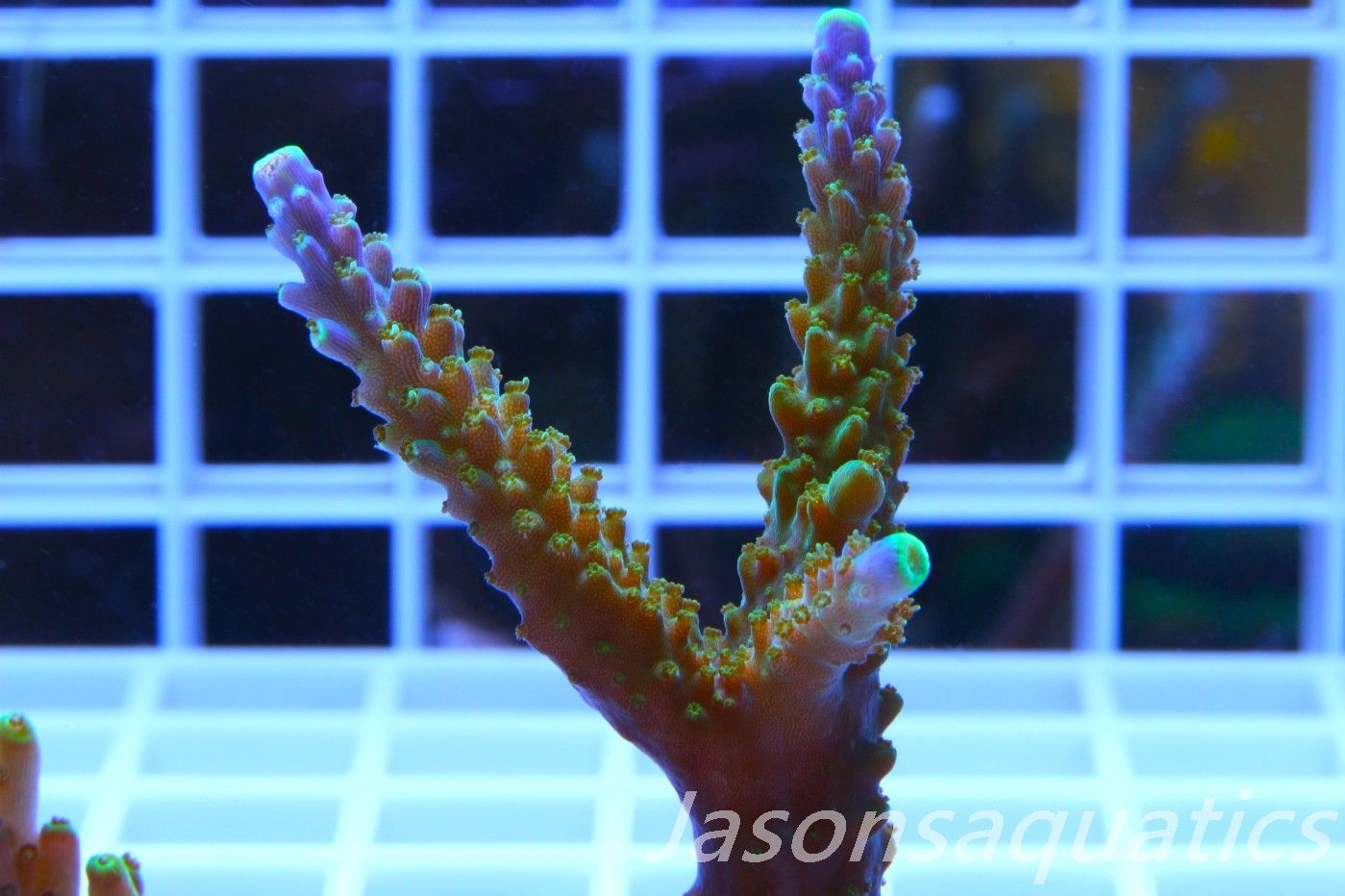 Acropora Tri colour, AKA Joker Frag D