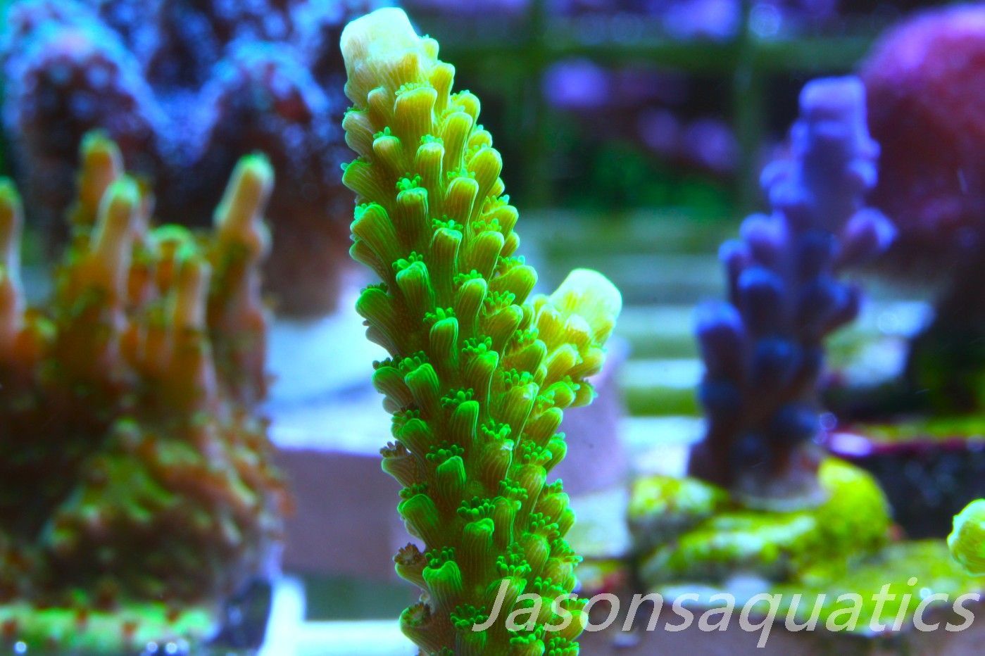 Acropora, True Bali Slimer Frag C