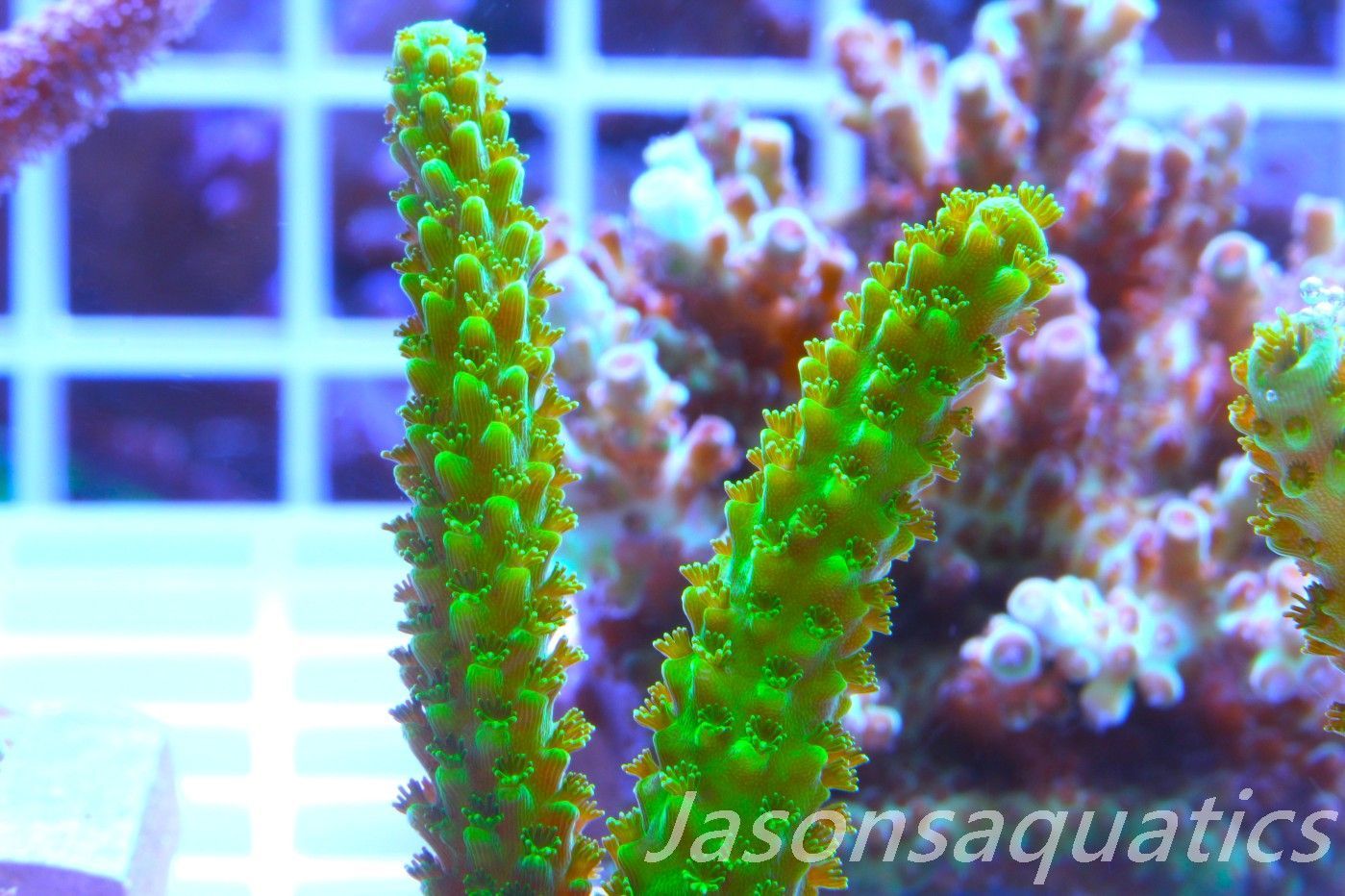 Acropora, True Bali Slimer Frag C