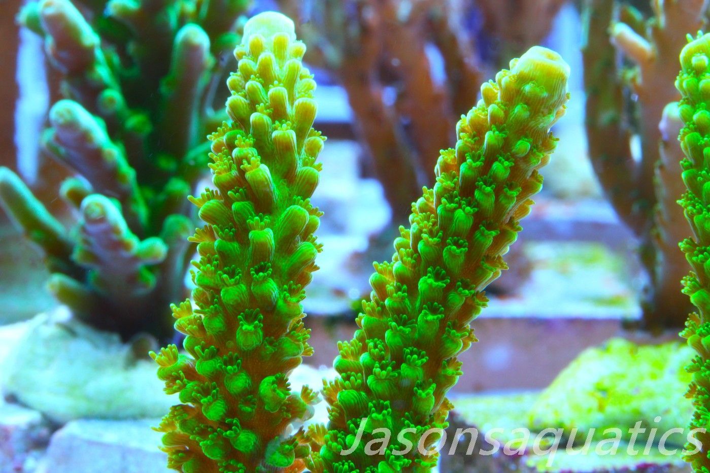 Acropora, True Bali Slimer Frag C