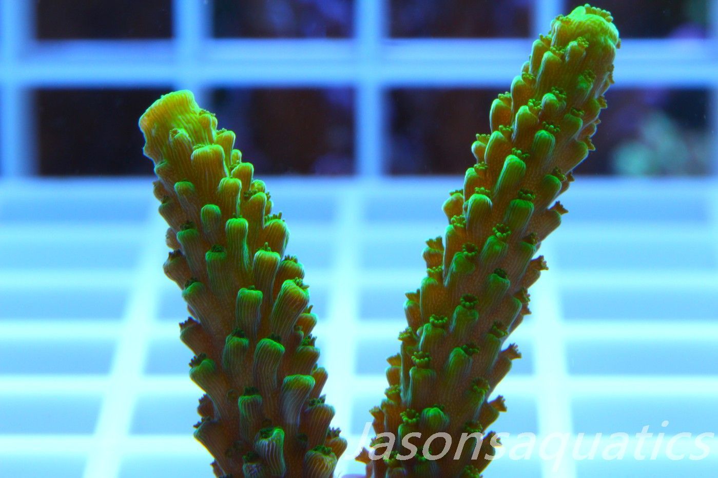 Acropora, True Bali Slimer Frag C