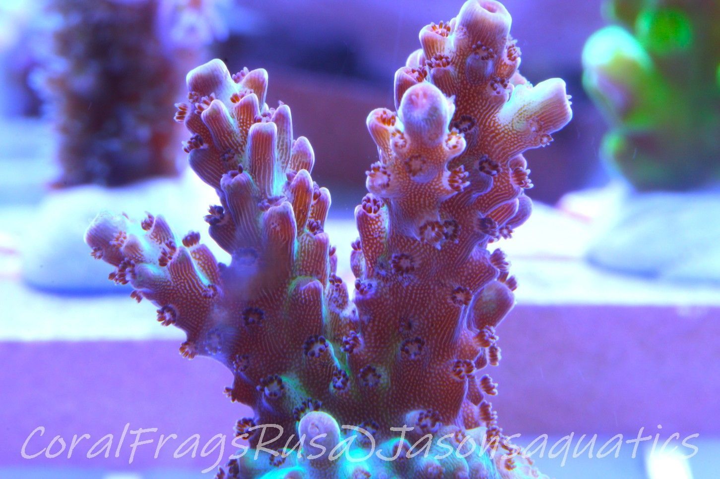 Acropora, Ultra Rare Australian Chroma Nova Frag C