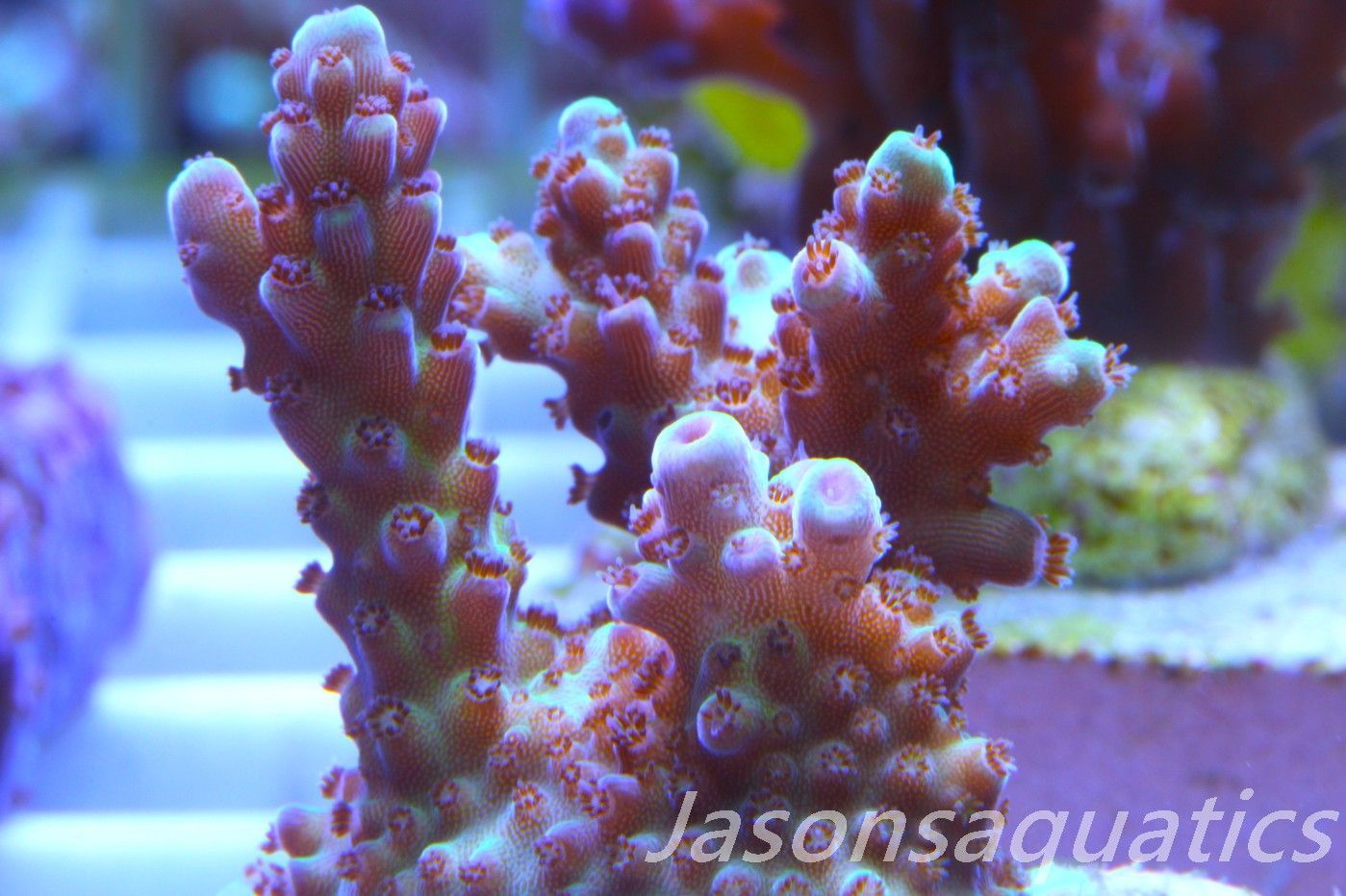 Acropora, Ultra Rare Australian Chroma Nova Frag C