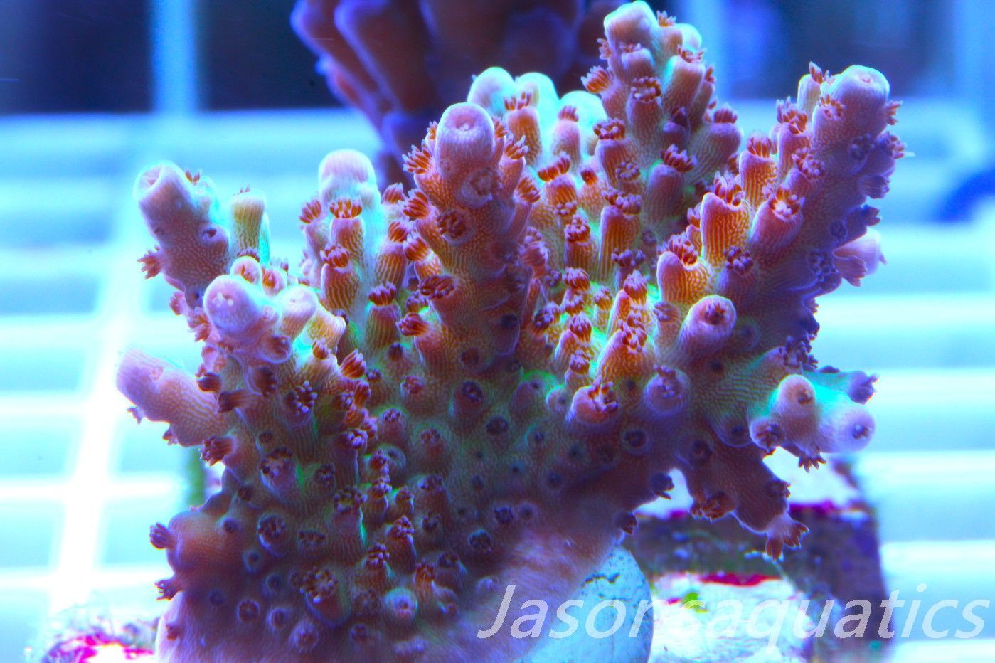 Acropora, Ultra Rare Australian Chroma Nova Frag C Acropora, Ultra Rare Australian Chroma Nova Frag C