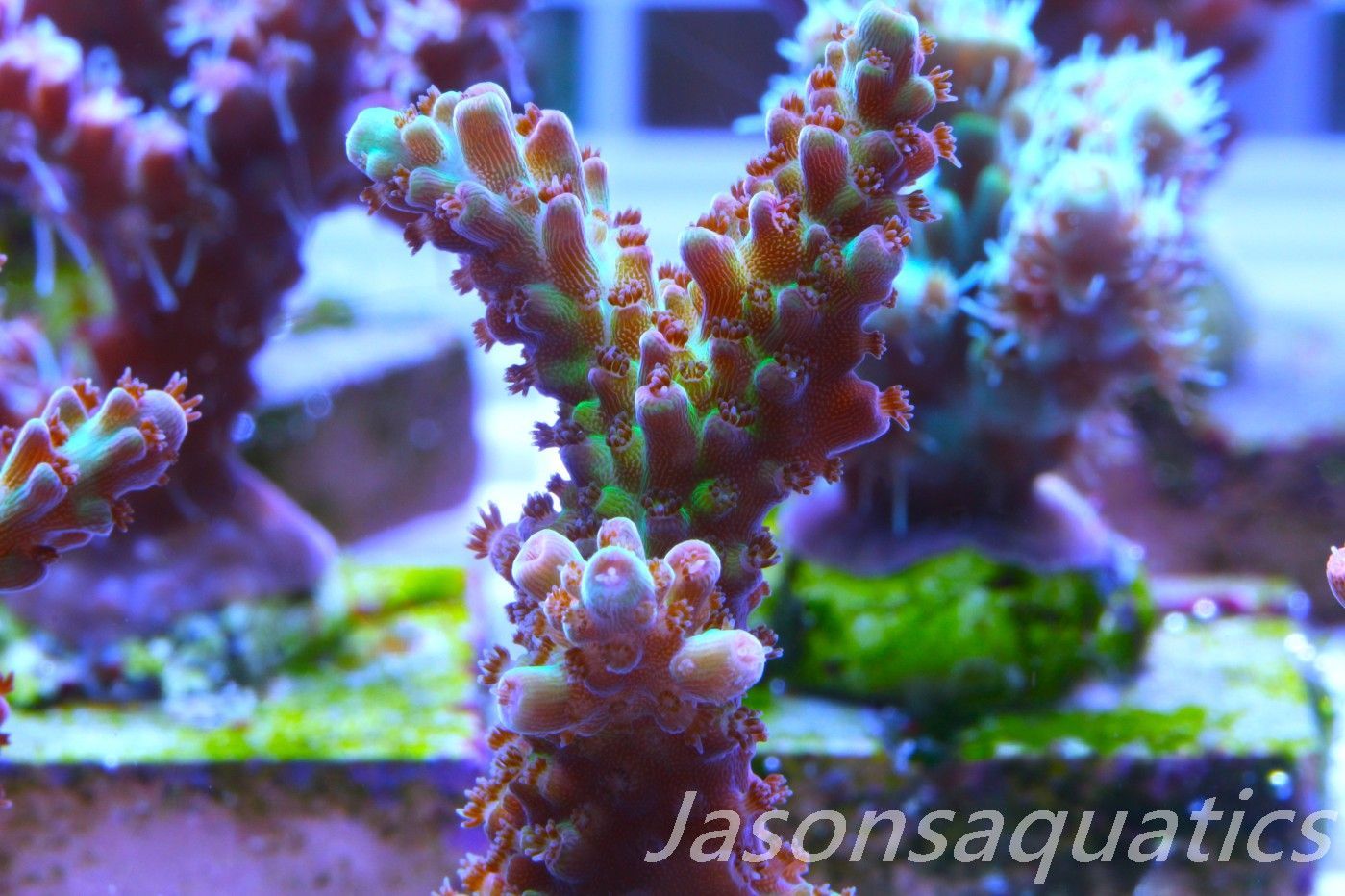Acropora, Ultra Rare Australian Chroma Nova Frag C Acropora, Ultra Rare Australian Chroma Nova Frag C