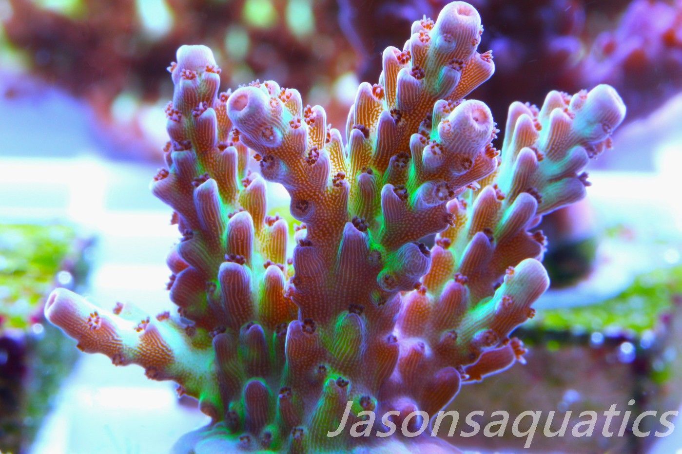 Acropora, Ultra Rare Australian Chroma Nova Frag C