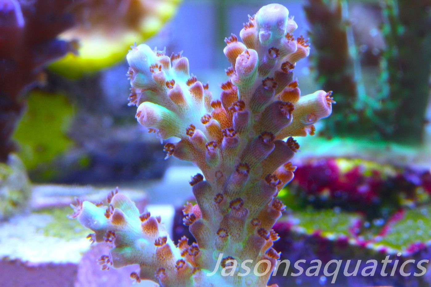 Acropora, Ultra Rare Australian Chroma Nova Frag D