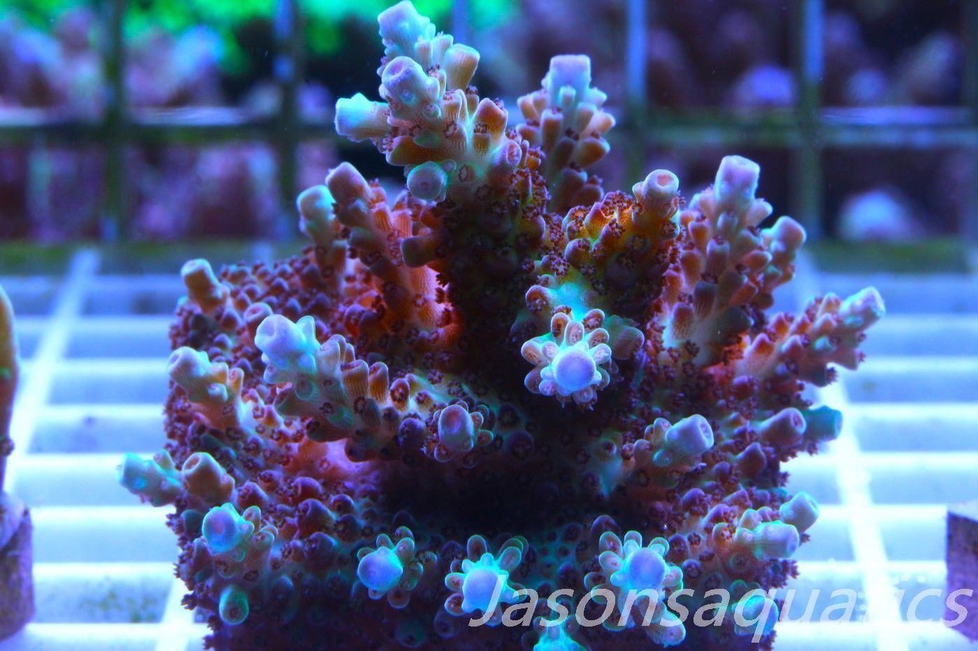 Acropora, Ultra Rare Australian Chroma Nova. Micro Colony, Frag D