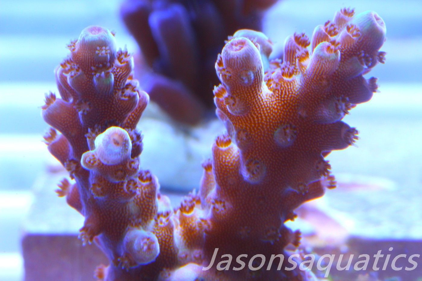 Acropora, Ultra Rare Australian Chroma Nova. Frag D Acropora, Ultra Rare Australian Chroma Nova. Frag D