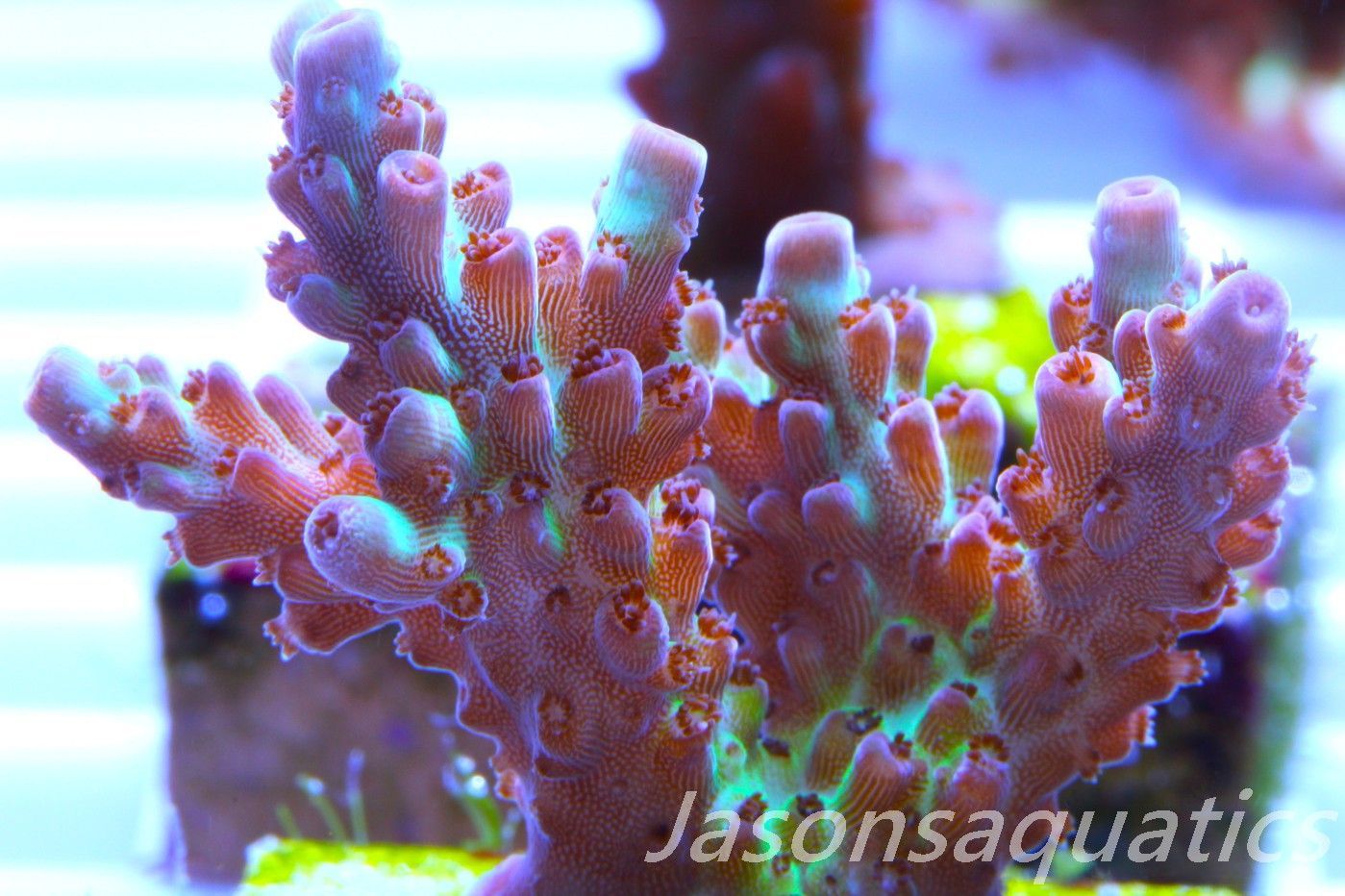 Acropora, Ultra Rare Australian Chroma Nova. Frag D