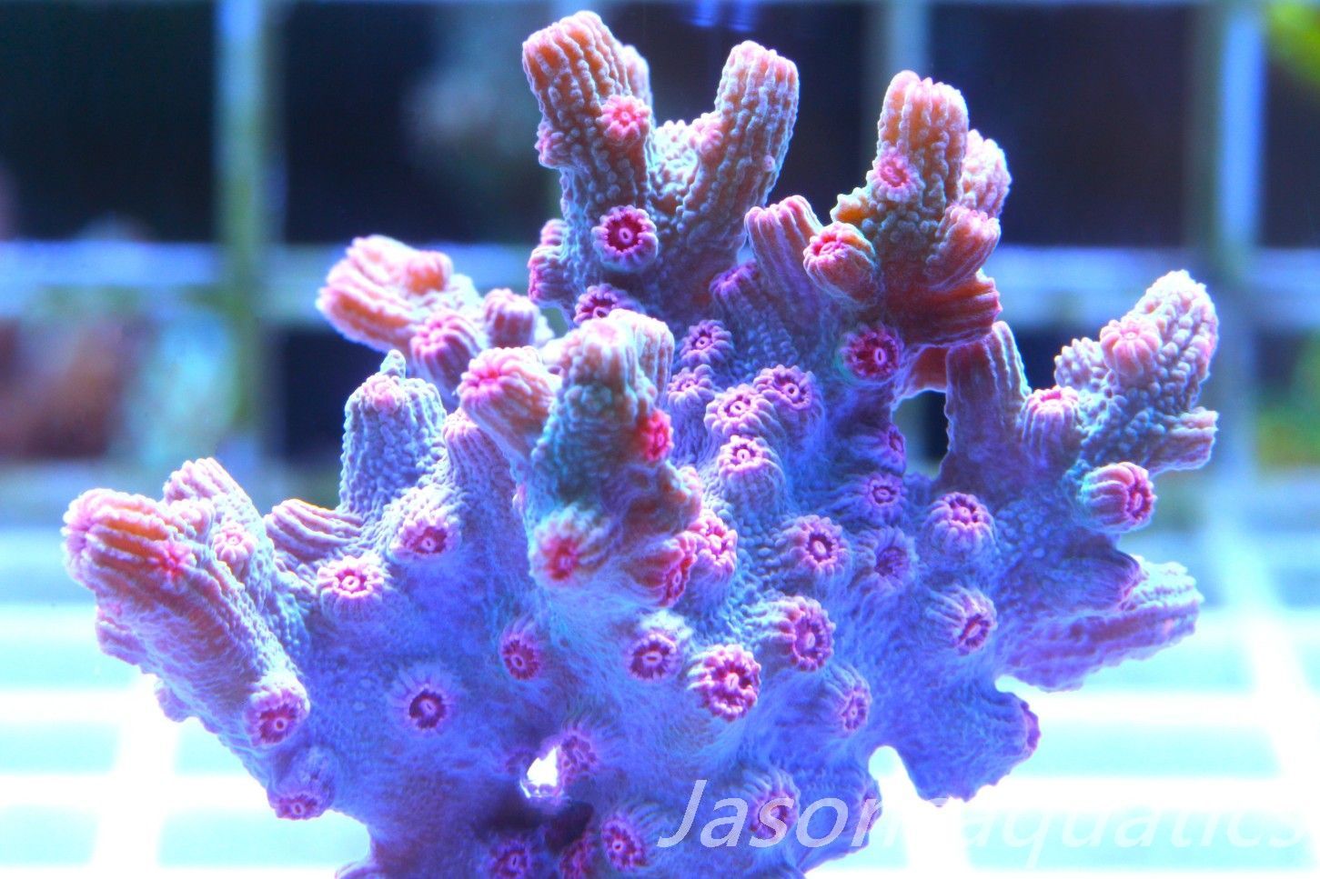 Cyphastrea Branching Pink Cyphastrea Frag D Cyphastrea Branching Pink Cyphastrea Frag D