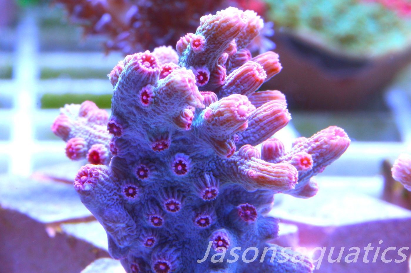 Cyphastrea Branching Pink Cyphastrea Frag D Cyphastrea Branching Pink Cyphastrea Frag D