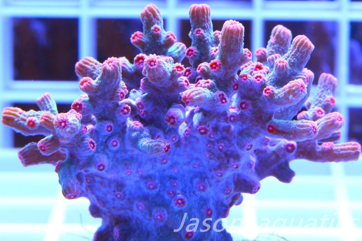 Cyphastrea Branching Pink Cyphastrea (Large Frag) Frag D Cyphastrea Branching Pink Cyphastrea (Large Frag) Frag D