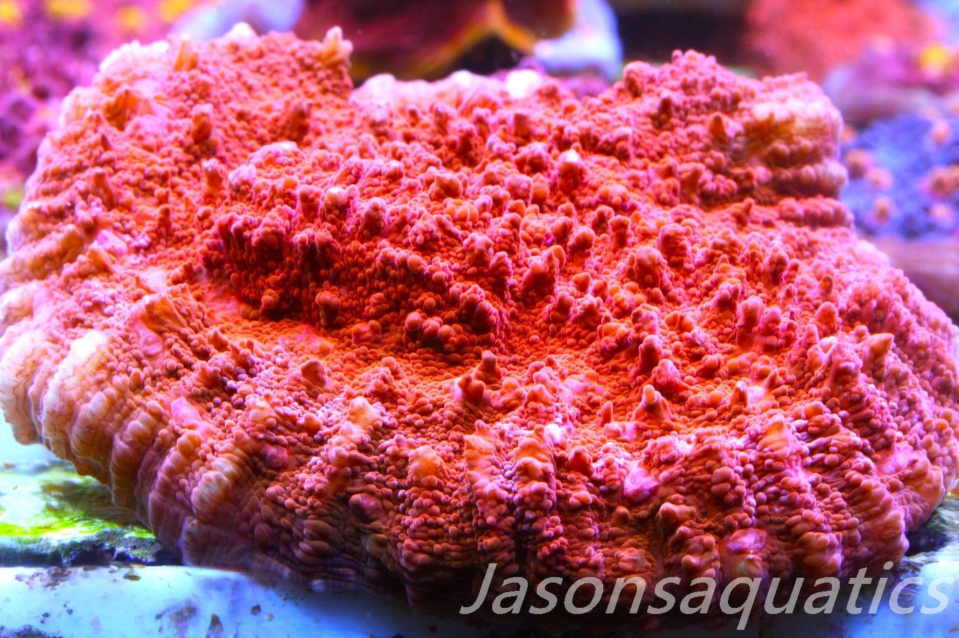 Echinophyllia, Bright Orange Pink Rim Frag B Echinophyllia, Bright Orange Pink Rim Frag B