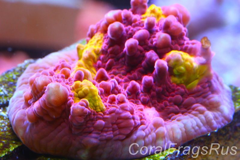 Echinophyllia Iron Man, Pink with Orange Mouths Frag B