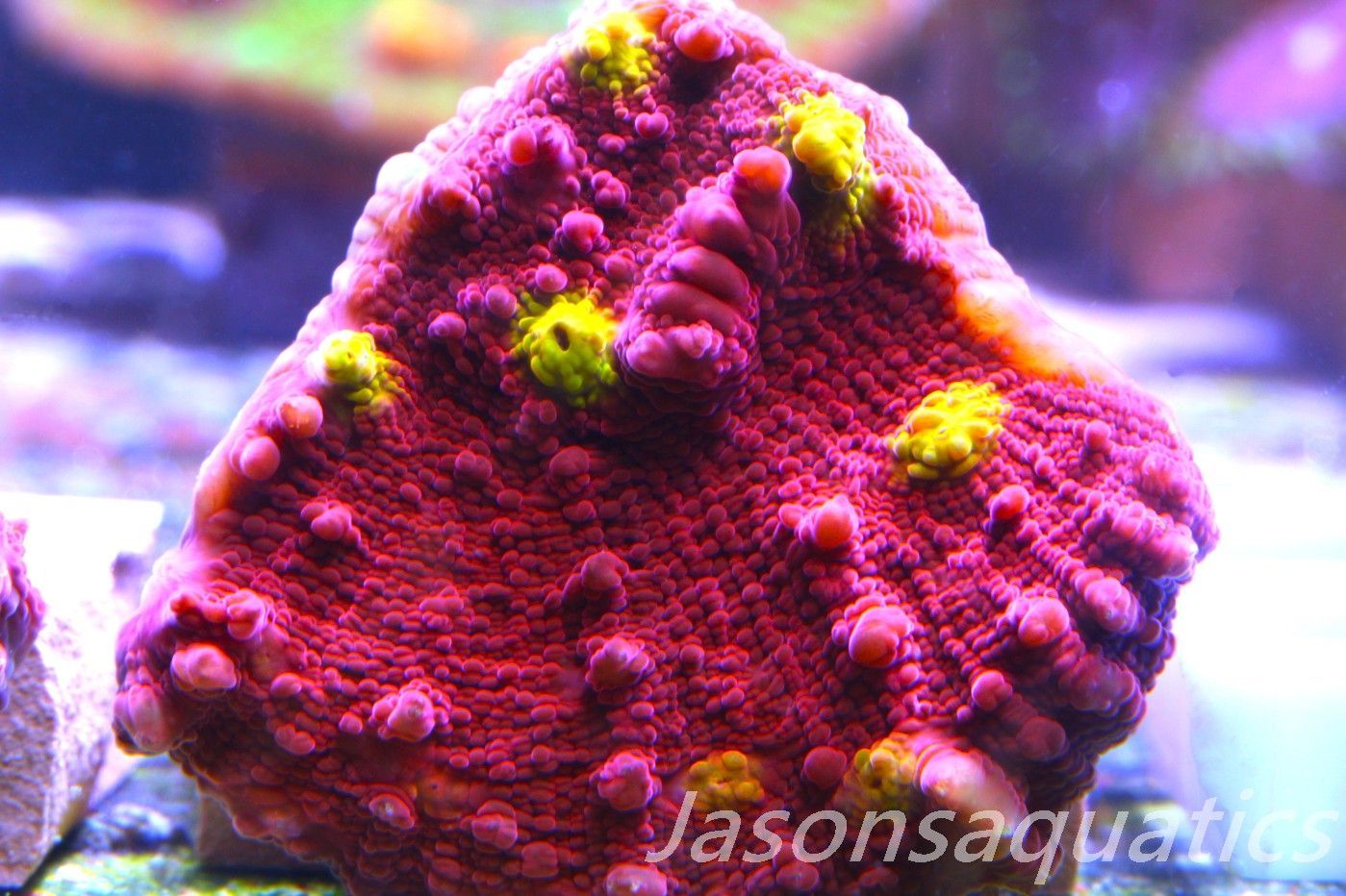 Echinophyllia Iron Man, Pink with Orange Mouths Frag B Echinophyllia Iron Man, Pink with Orange Mouths Frag B