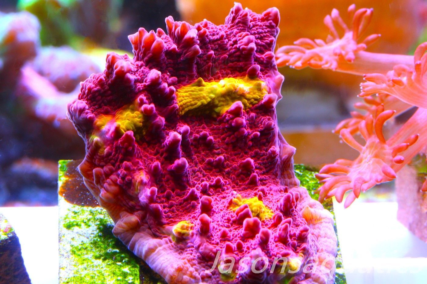 Echinophyllia Iron Man, Pink with Orange Mouths Frag D