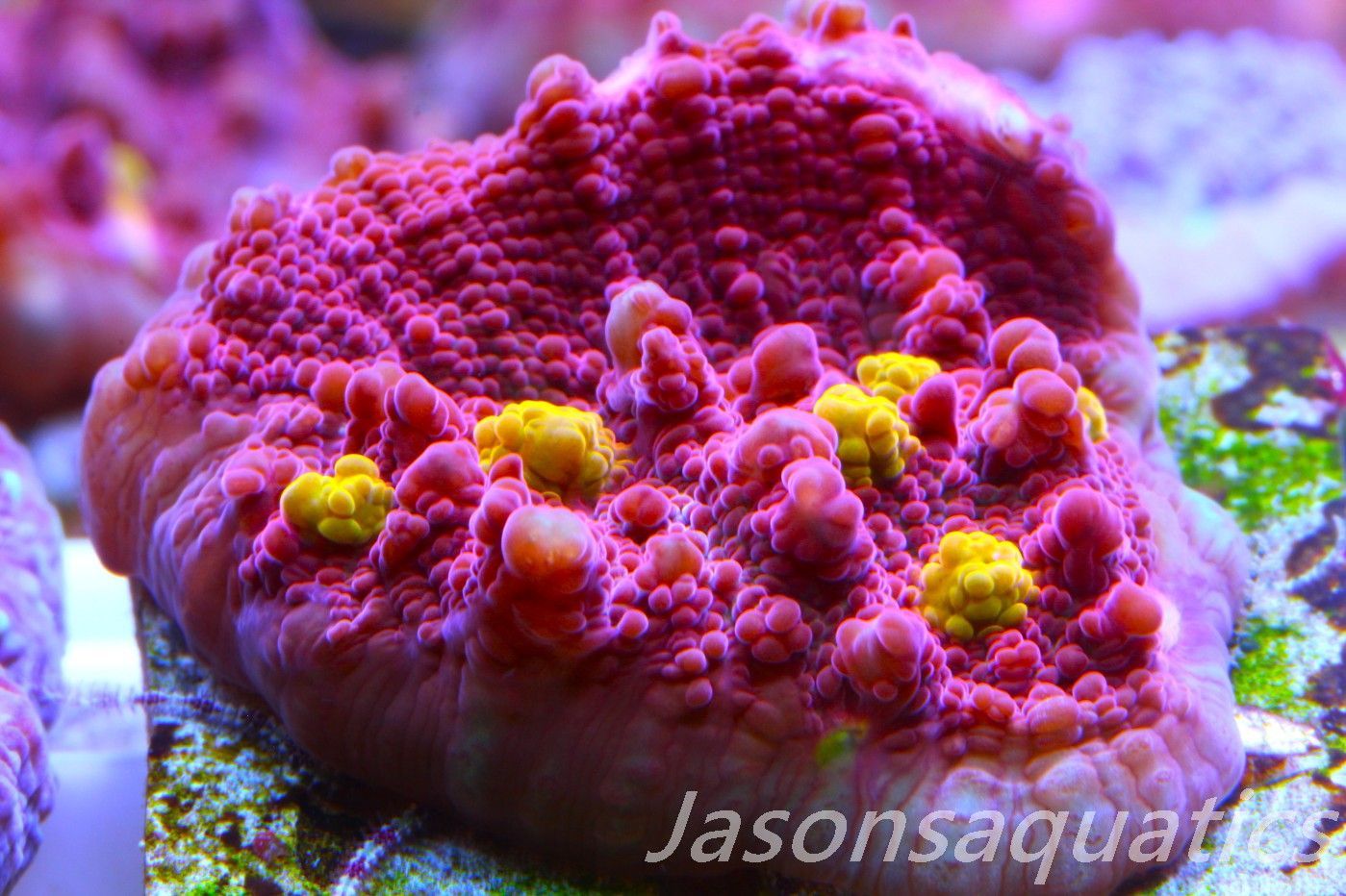 Echinophyllia Iron Man, Pink with Orange Mouths Frag D Echinophyllia Iron Man, Pink with Orange Mouths Frag D