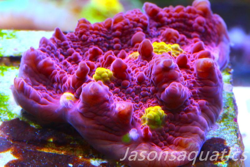 Echinophyllia Iron Man, Pink with Orange Mouths Frag D
