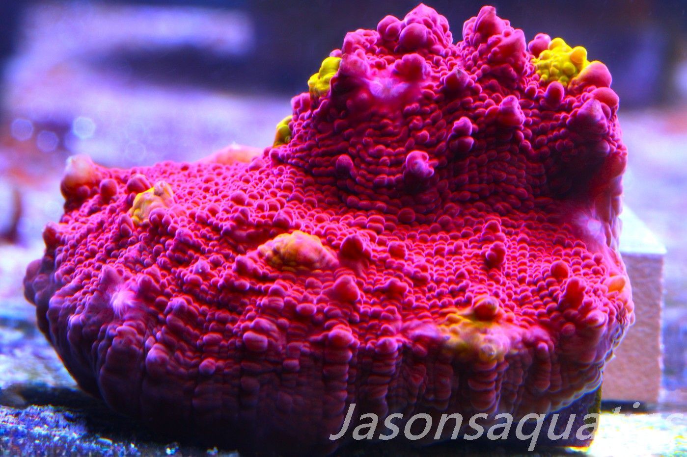 Echinophyllia Iron Man, Pink with Orange Mouths Frag D Echinophyllia Iron Man, Pink with Orange Mouths Frag D