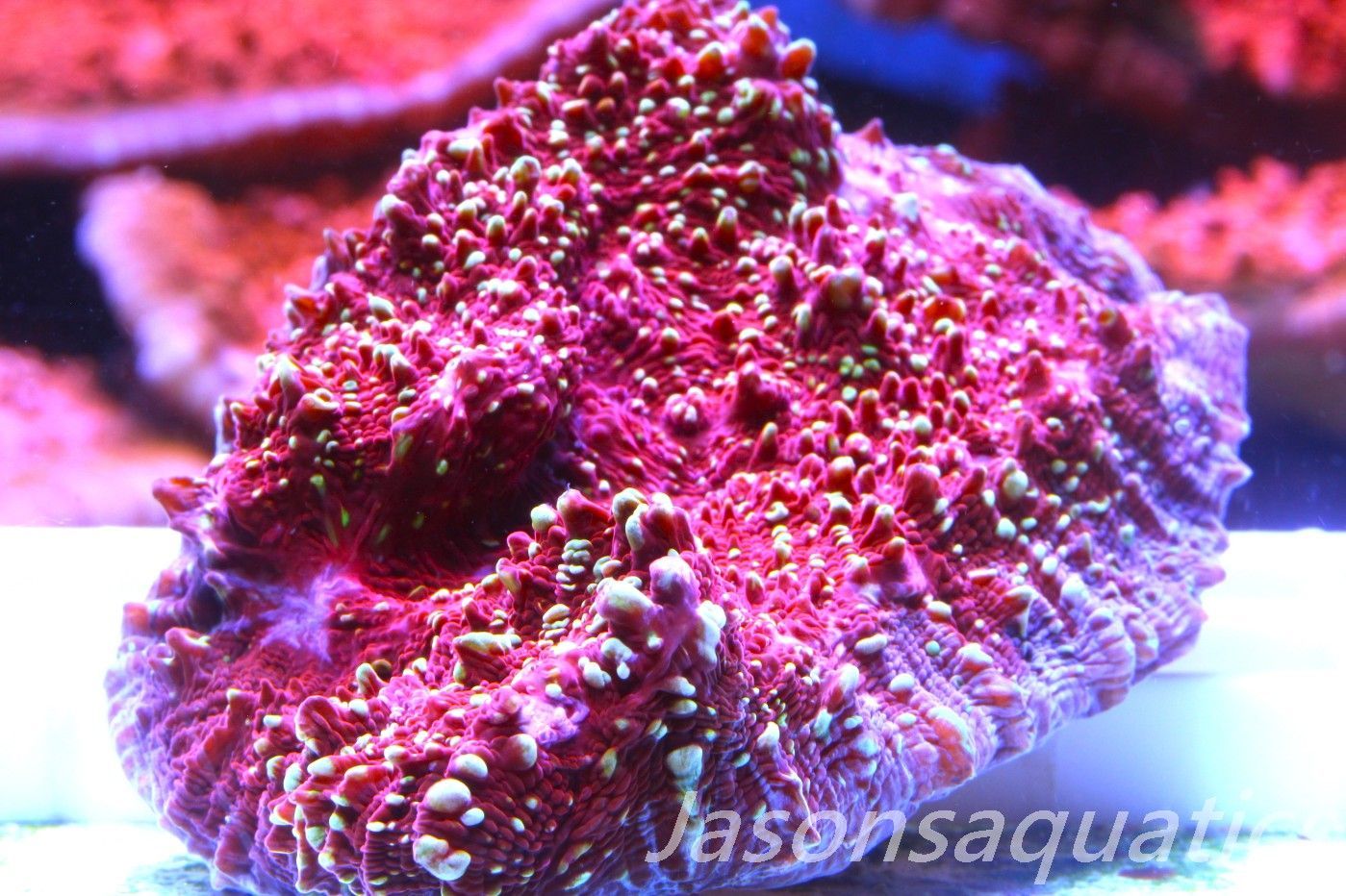 Echinophyllia, Jason Fox Gold Meister Chalice Frag C Echinophyllia, Jason Fox Gold Meister Chalice Frag C