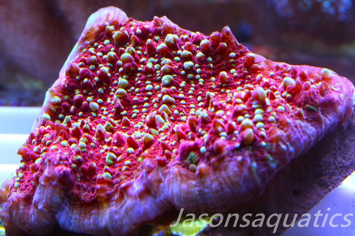 Echinophyllia, Jason Fox Gold Meister Chalice Frag C