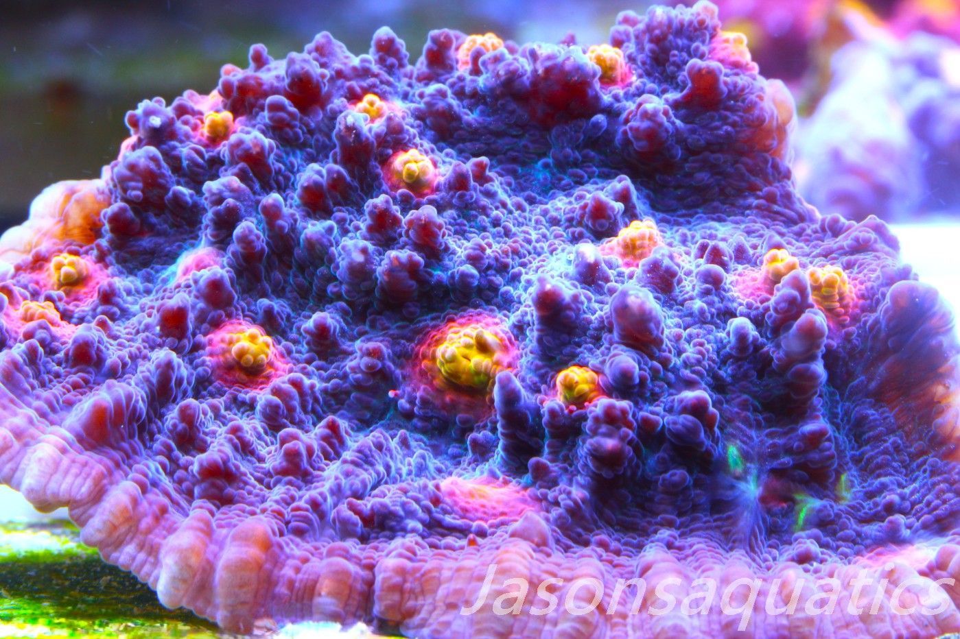 Echinophyllia, Pink & Orange Mouths Frag C