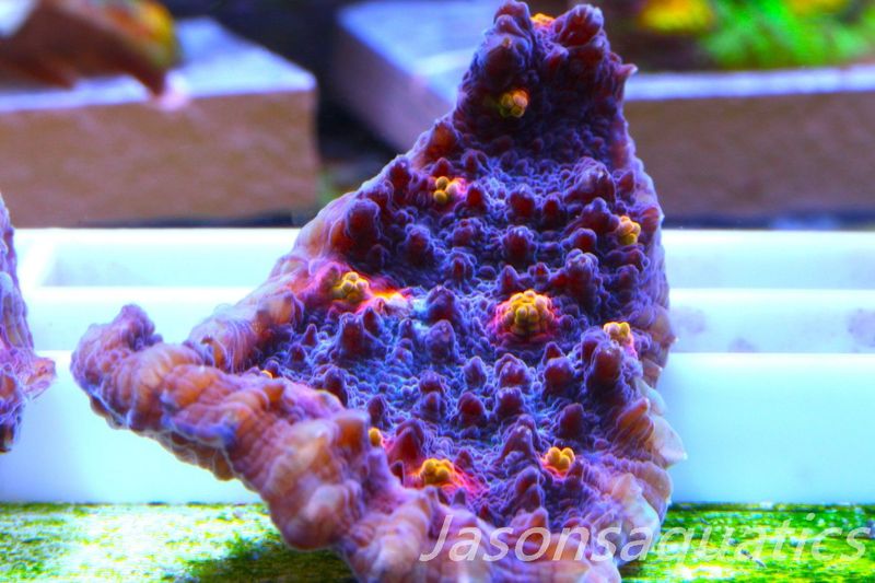 Echinophyllia, Pink & Orange Mouths Frag C