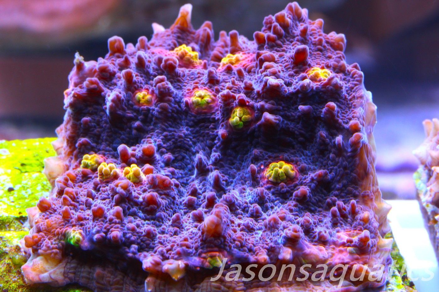 Echinophyllia, Pink & Orange Mouths Frag C