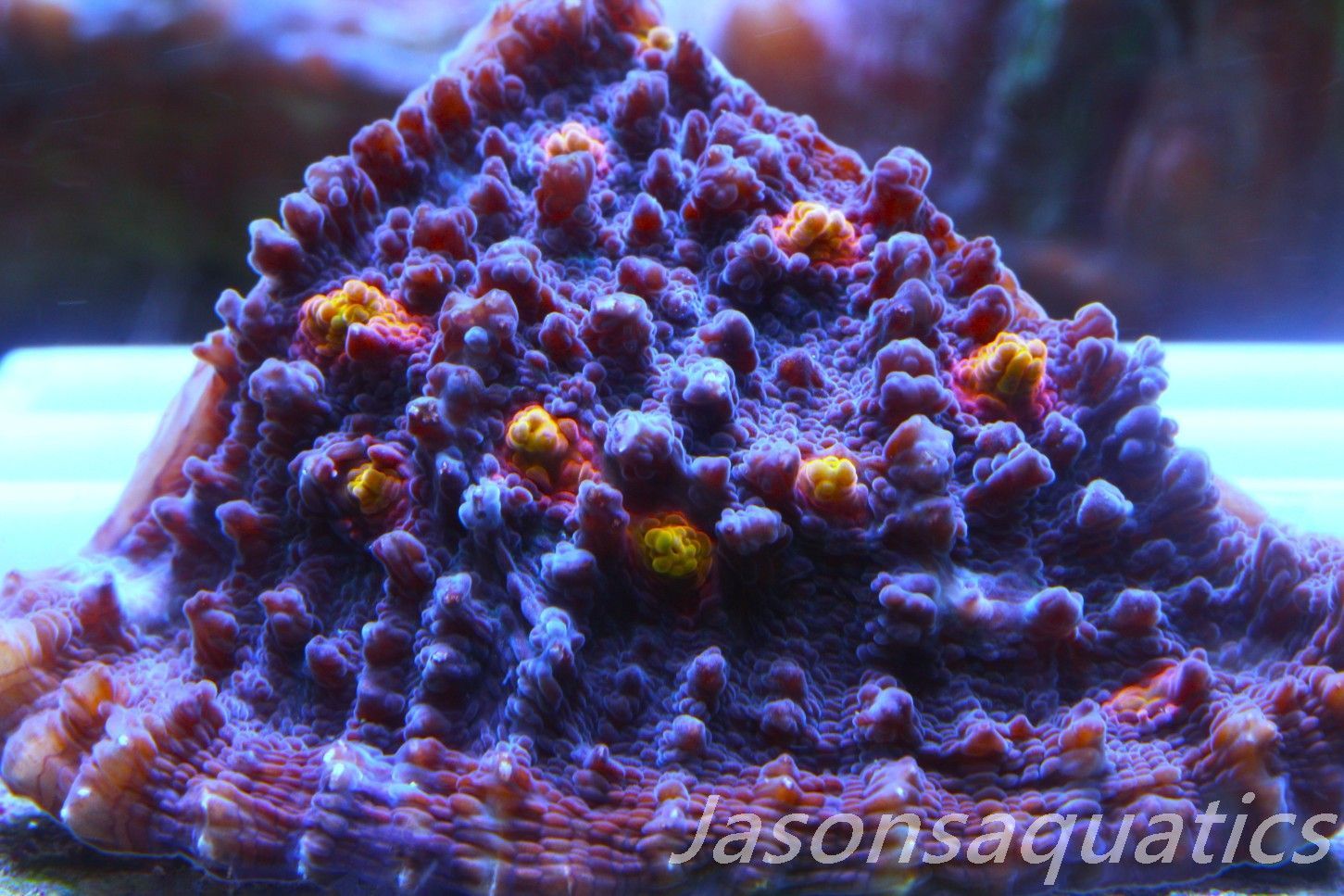 Echinophyllia, Pink & Orange Mouths Frag E