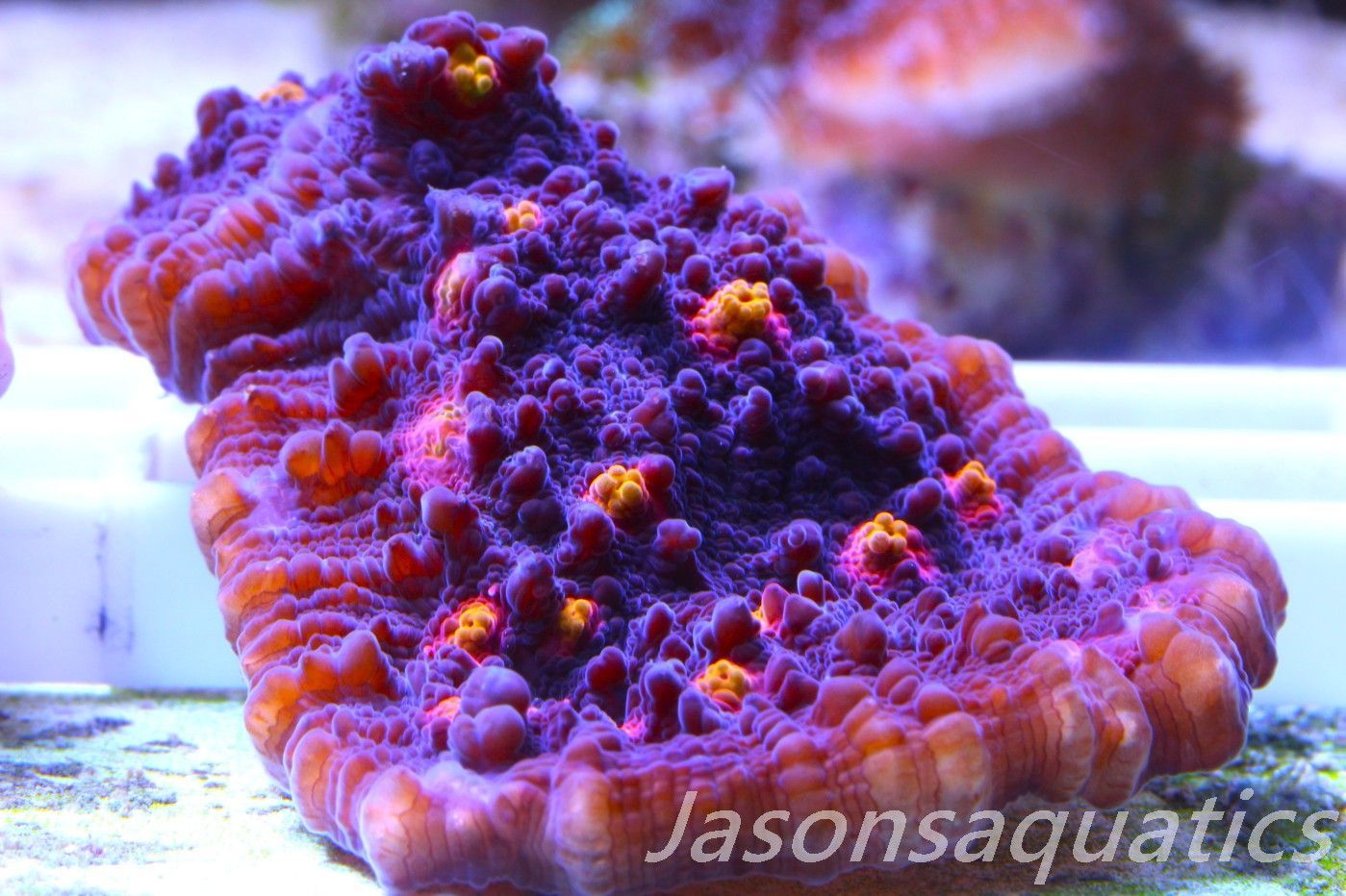 Echinophyllia, Pink & Orange Mouths Frag E