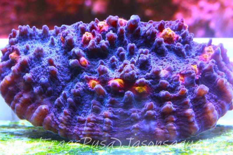 Echinophyllia, Pink & Orange Mouths Frag D