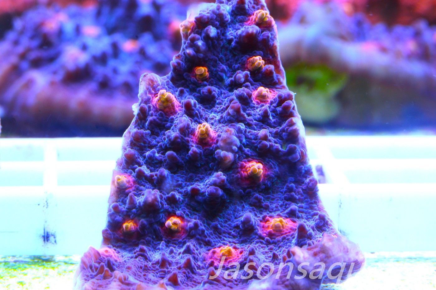 Echinophyllia, Pink & Orange Mouths Frag D