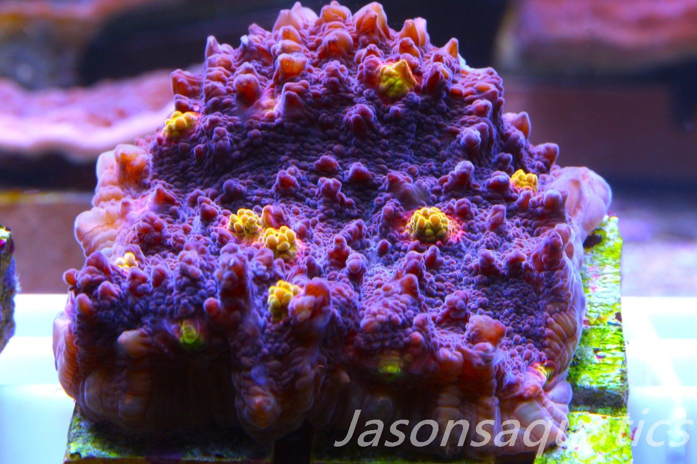 Echinophyllia, Pink & Orange Mouths Frag D