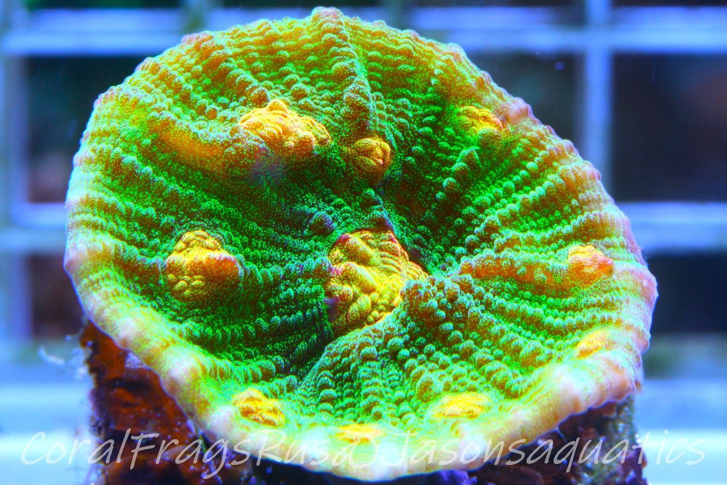 Echinophyllia Raja Rampage Frag C