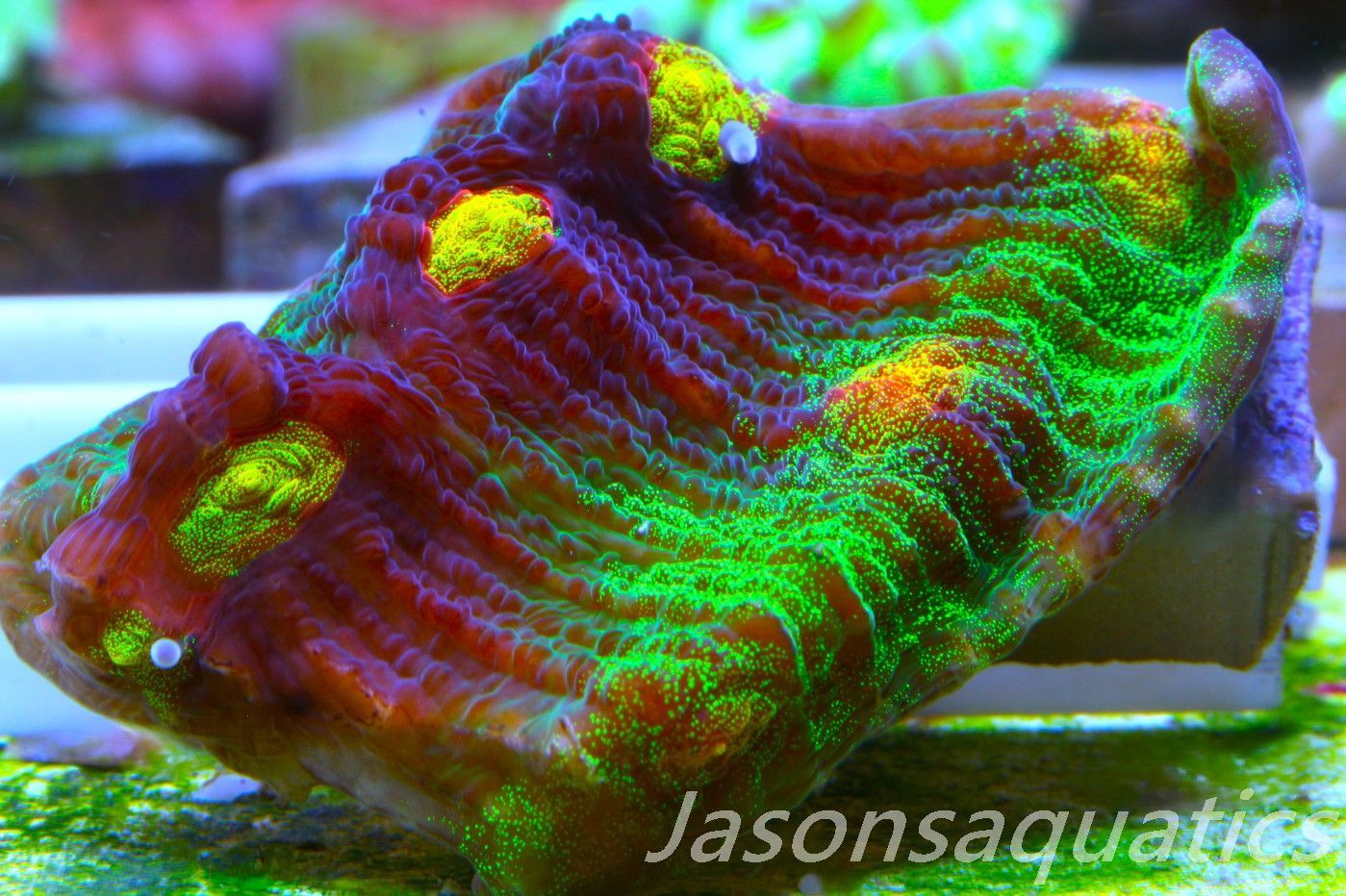 Echinophyllia Raja Rampage Frag C Echinophyllia Raja Rampage Frag C