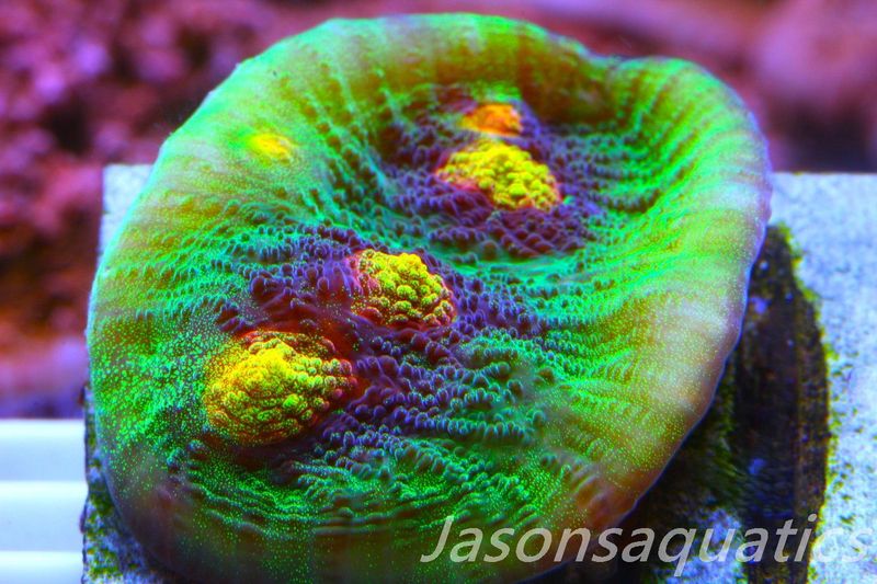 Echinophyllia Raja Rampage Frag C