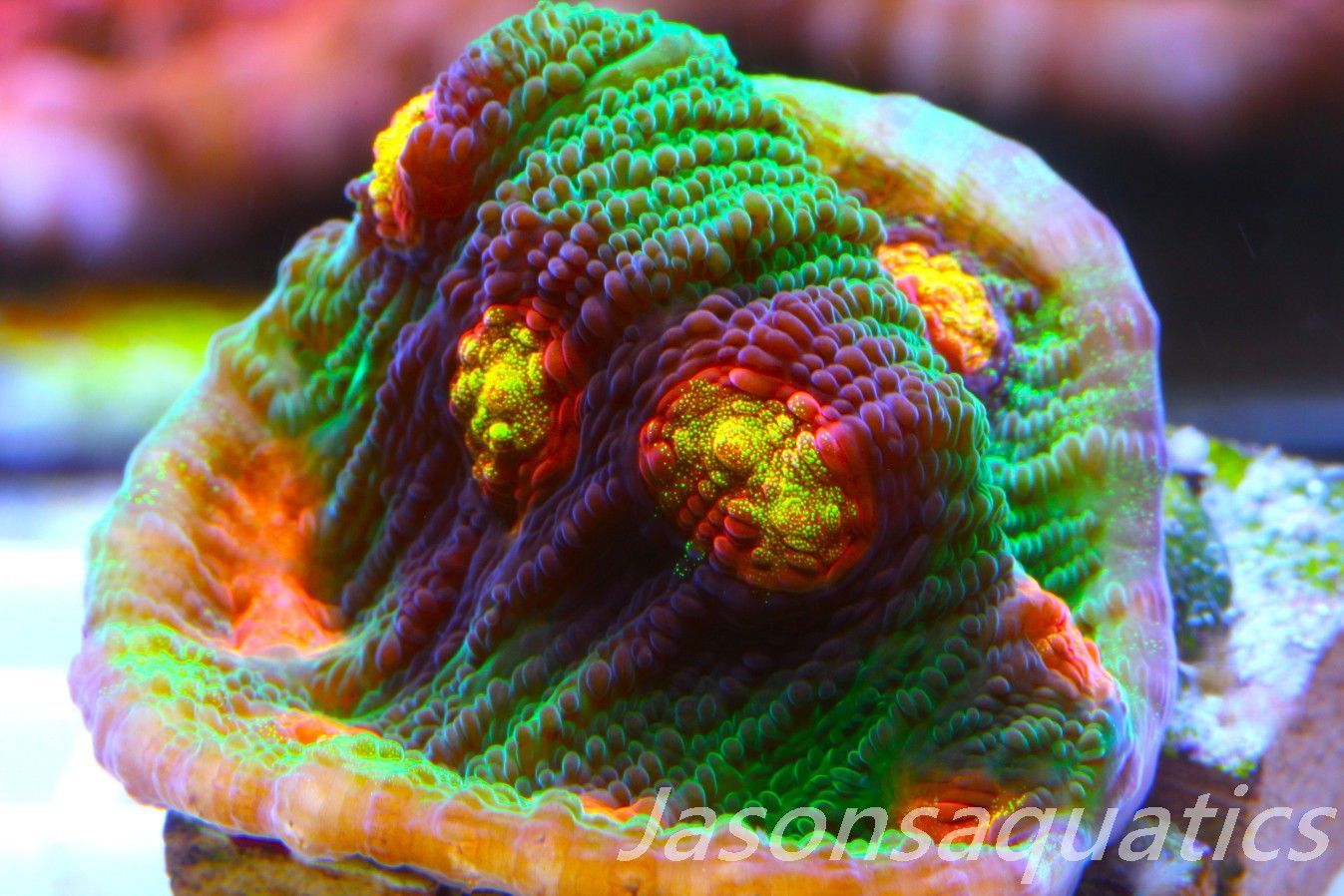 Echinophyllia Raja Rampage Frag E