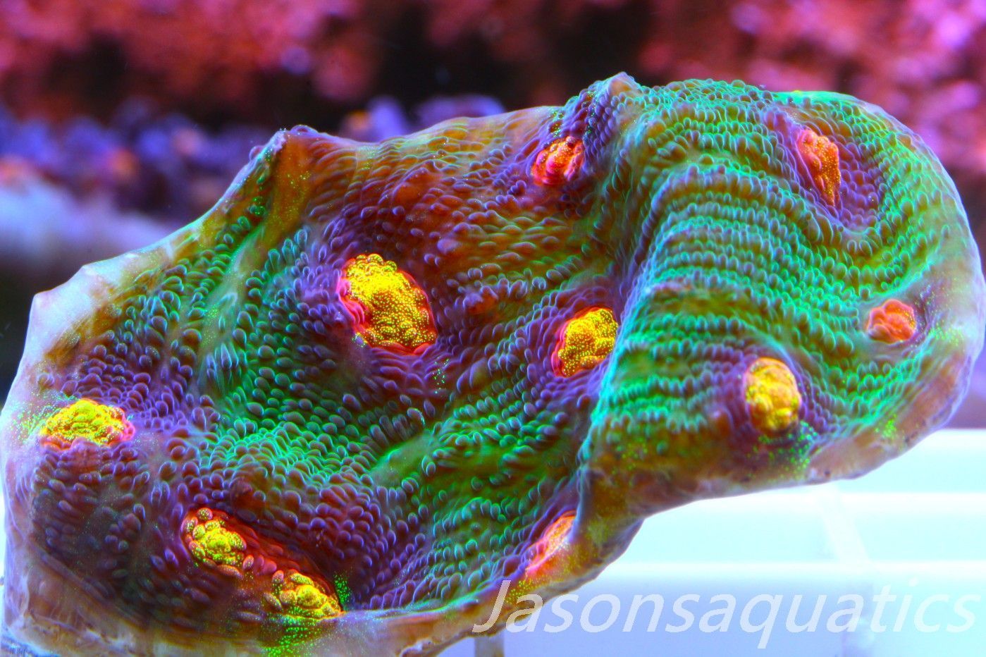 Echinophyllia Raja Rampage Frag E Echinophyllia Raja Rampage Frag E