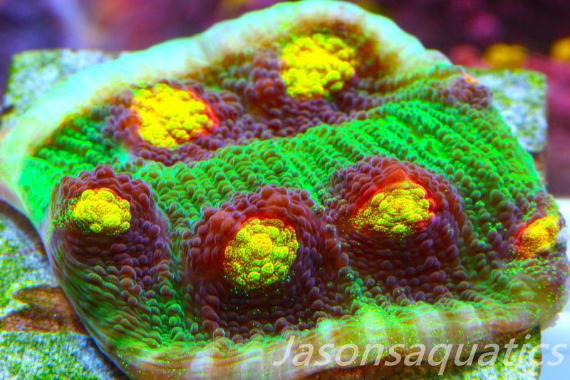 Echinophyllia Raja Rampage Frag E
