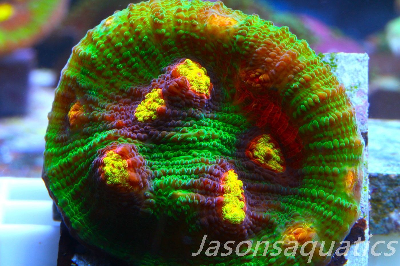 Echinophyllia Raja Rampage Frag E Echinophyllia Raja Rampage Frag E